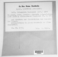 Urocystis ranunculi image